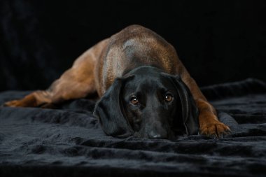 Siyah arka planda Bavyera dağ köpeği