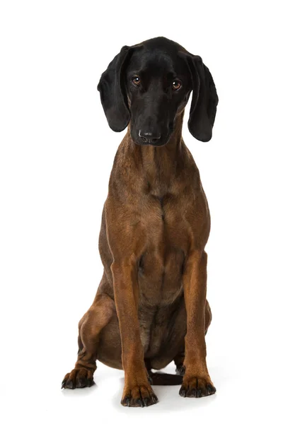 Bayersk Bergshund Isolerad Vit — Stockfoto