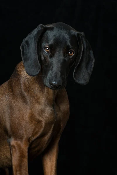 Bavarian Mountain Dog Black Background — Stock Photo, Image