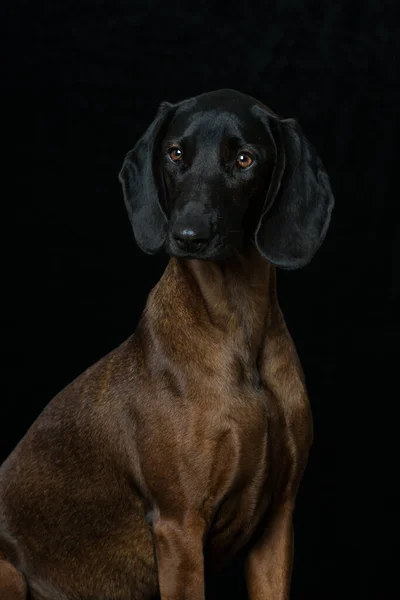 Bavarian Mountain Dog Black Background — Stock Photo, Image