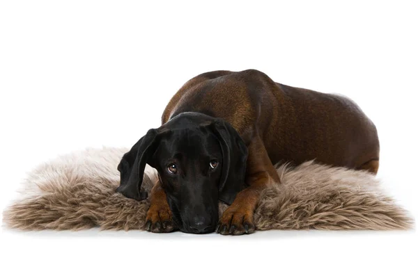 Perro Montaña Bávaro Aislado Blanco — Foto de Stock