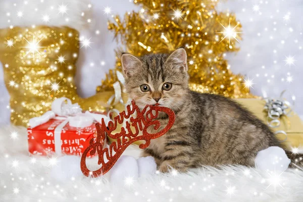 Tabby Kitten Christmas Decoration — Stok Foto