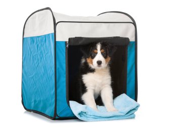 Avustralya çoban köpeği nakliye kutusunda.