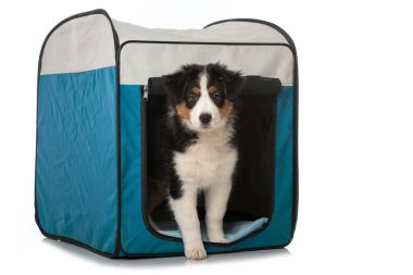 Avustralya çoban köpeği nakliye kutusunda.