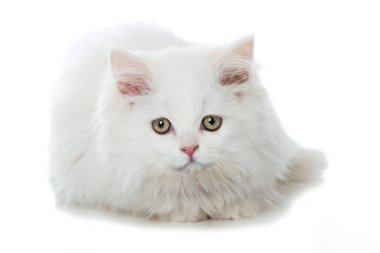 Tekir kedi yavrusu beyazı izole etmiş.