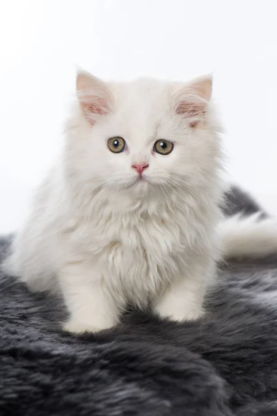 Chaton Mignon Sur Une Peau Mouton — Photo