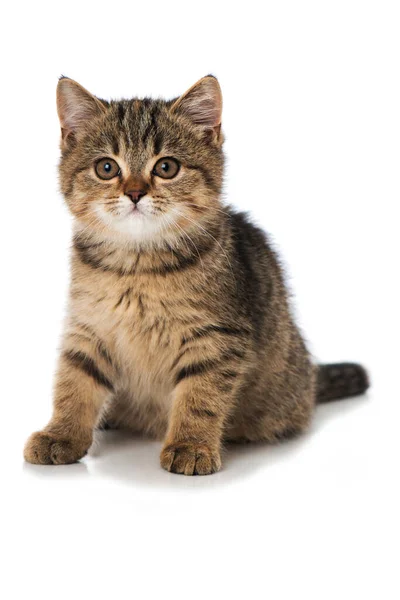 Tabby Kitten Geïsoleerd Wit — Stockfoto