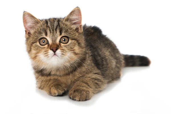 Tabby Gatinho Isolado Branco — Fotografia de Stock