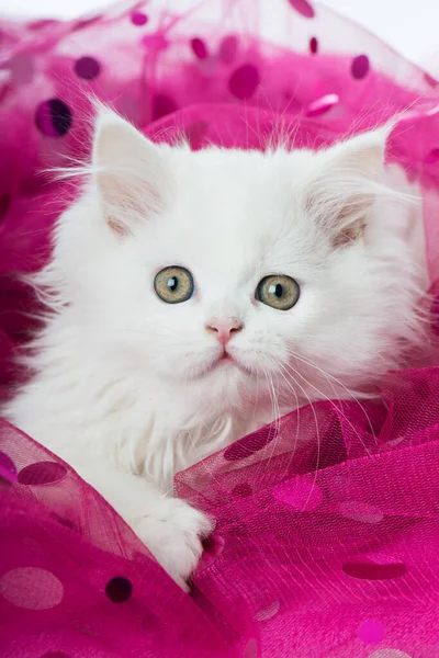 Aranyos Cica Feküdt Egy Rózsaszín Takarón — Stock Fotó