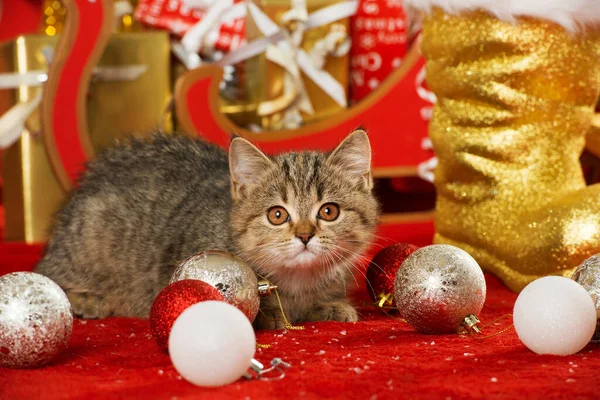 Gatinho Bonito Com Decoração Natal — Fotografia de Stock