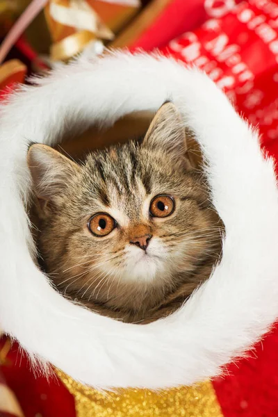 Kucing Lucu Dengan Dekorasi Natal — Stok Foto