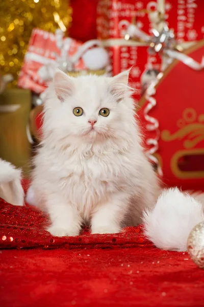 Gatinho Bonito Com Decoração Natal — Fotografia de Stock