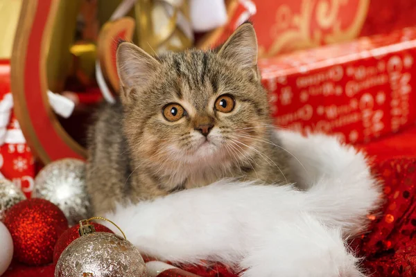 Kucing Lucu Dengan Dekorasi Natal — Stok Foto