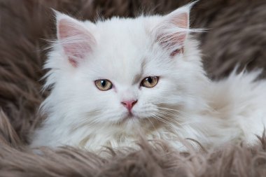 Koyun derisi üstünde şirin bir Pers kedisi.