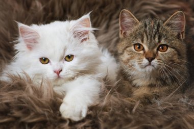 Koyun derisi üstünde şirin bir Pers kedisi.