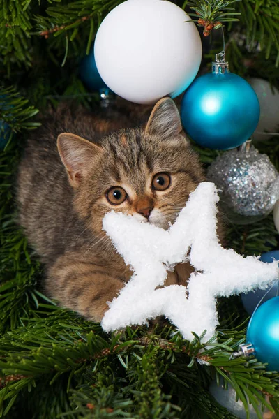 Gatinho Uma Árvore Natal — Fotografia de Stock