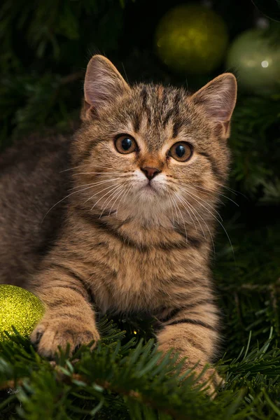 Anak Kucing Pohon Natal — Stok Foto