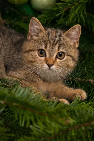 Kitten Christmas Tree — Stock Photo, Image