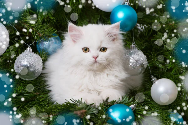 Anak Kucing Pohon Natal — Stok Foto