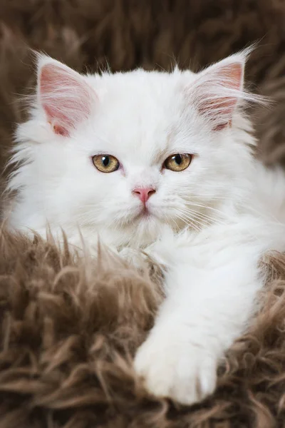 Aranyos Perzsa Cica Egy Birkabőrön — Stock Fotó