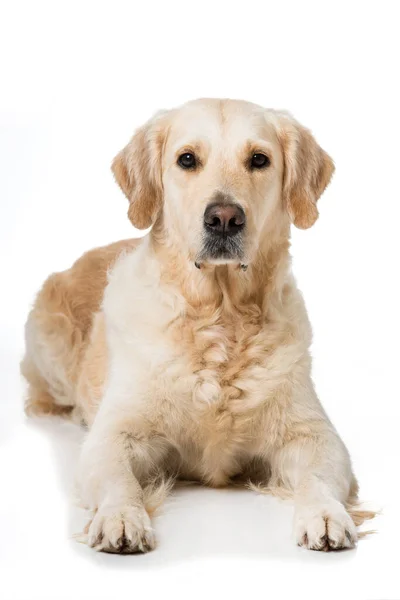 Golden Retriever Köpeği Beyazda Izole Edilmiş — Stok fotoğraf