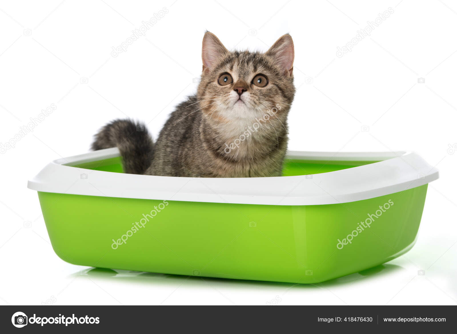 standing litter box