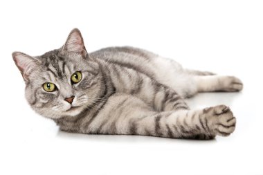 Tekir kedi beyazı izole etti.