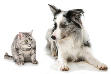 Sınır köpeği ve tekir kedi.