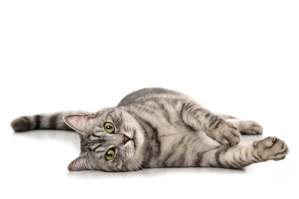 Tabby Cat Isolated White — Stock Photo, Image