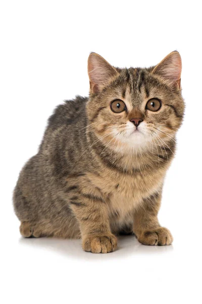 Tabby Kitten Geïsoleerd Wit — Stockfoto