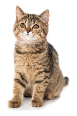 Tekir kedi yavrusu beyazı izole etmiş.