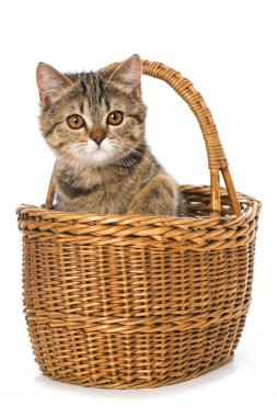 Beyaz bir sepetteki tekir kedi yavrusu.