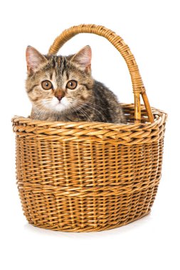 Beyaz bir sepetteki tekir kedi yavrusu.