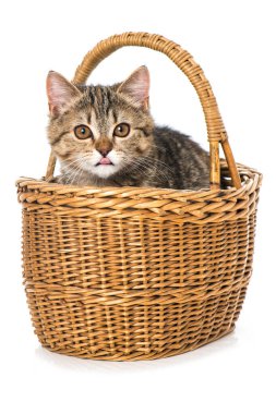 Beyaz bir sepetteki tekir kedi yavrusu.