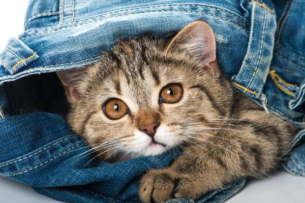 小猫藏在牛仔裤里 — 图库照片