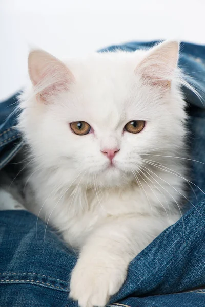 Bílé Kotě Ležící Přikrývce — Stock fotografie