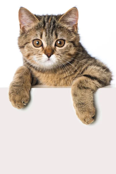 Tabby Kätzchen Schaut Über Eine Mauer Isoliert Auf Weiß — Stockfoto