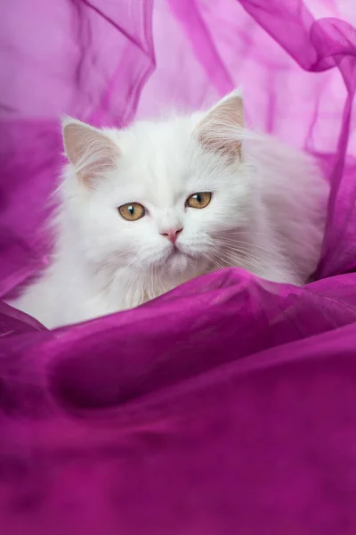 Gatito Blanco Acostado Sobre Una Manta — Foto de Stock