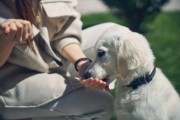 Femme propriétaire nourrir son chien affamé à l'extérieur — Photo