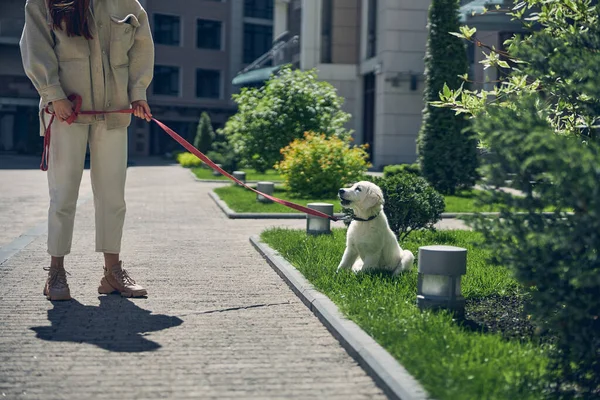 Καυκάσια γυναίκα με ένα σκύλο-lead στέκεται έξω — Φωτογραφία Αρχείου