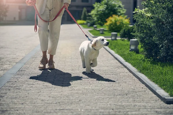 Femme propriétaire promenant son chien le matin — Photo