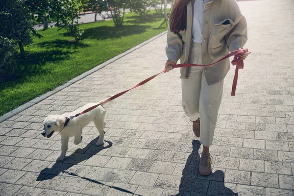 애완 동물을 데리고 산책하는 여자 — 스톡 사진