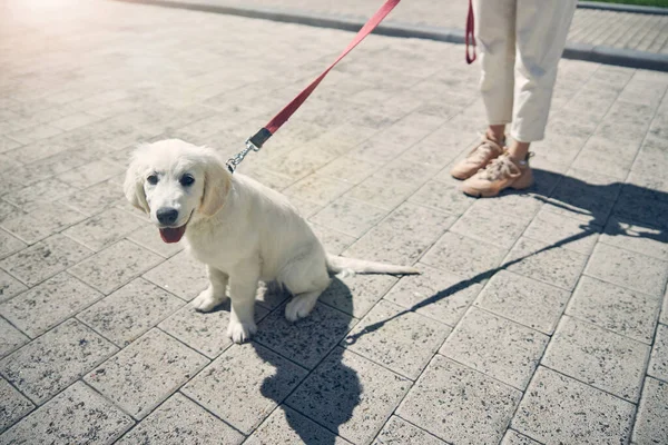 Mignon chiot blanc assis sur le sol — Photo