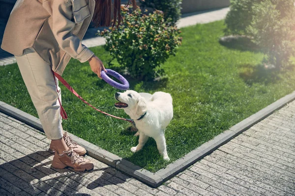 Joven dama sosteniendo un perro herramienta de entrenamiento —  Fotos de Stock