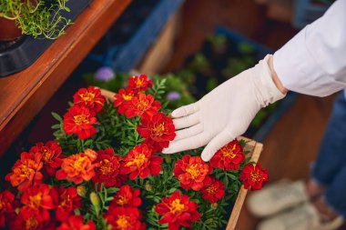 Profesyonel biyolog Fransız kadife çiçeğinin yapraklarını inceliyor.
