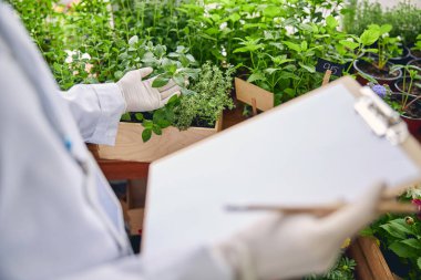 Tek kullanımlık eldivenli botanikçi tohuma dokunuyor.