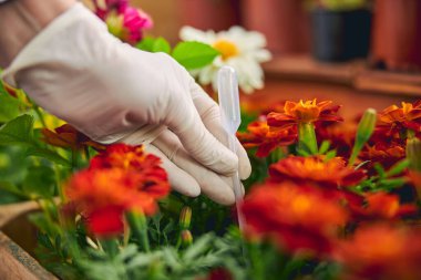 Kadife çiçekleriyle ilgilenen profesyonel bir botanikçi.