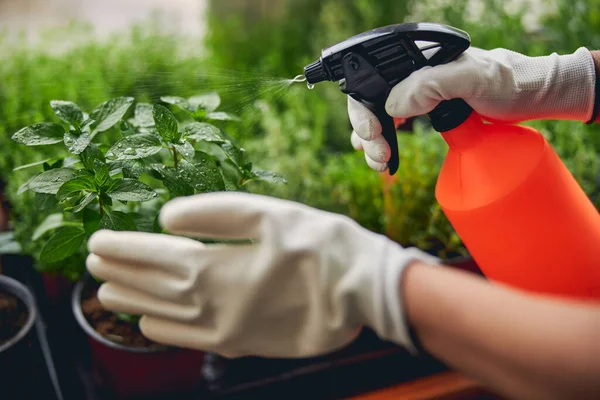 Worker misting the leaves of a potted plant — Stock Photo, Image