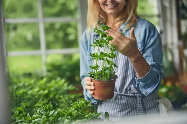 Senhora alegre segurando um vaso com mudas de salsa — Fotografia de Stock