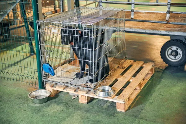 Dog sitting in kennel ready for safe travelling — Stock Photo, Image